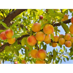 Marhuľa obyčajná (Prunus armeniaca) ´BERGERON´ - neskorá, výška 150-180 cm, kont. C6L